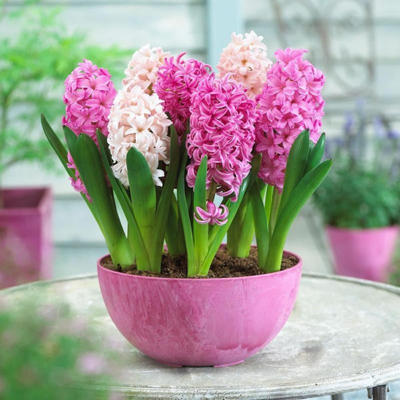 Hyacinth  Bonsai Flower
