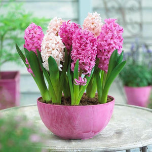 Hyacinth  Bonsai Flower